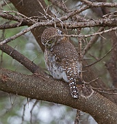 Pearl-spotted owlet (glaucidium perlatum),  Tarangire N.P